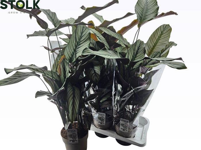 <h4>CTENANTHE COMPACTSTA</h4>