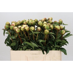 Paeonia Honey Gold