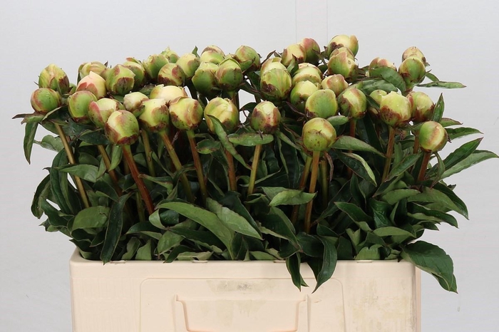 <h4>Paeonia Honey Gold</h4>