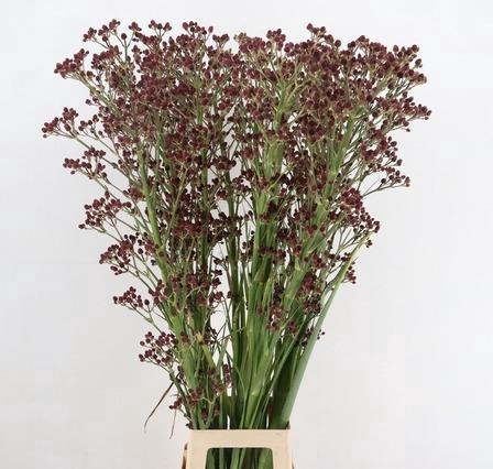 <h4>ERYN PAN MAG R THUNDER 120CM</h4>