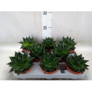 Aloe aristata 'Cosmo'