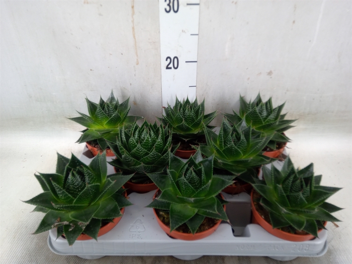 <h4>Aloe aristata 'Cosmo'</h4>