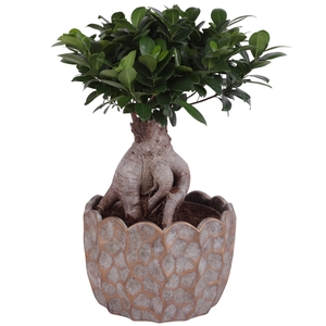 Ficus m. Ginseng Ball Shape Ø22cm in Ø26cm Ceramic PL670