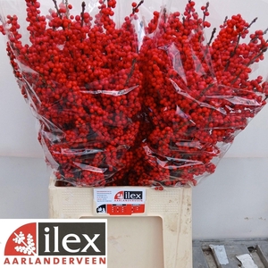 Ilex Ve Rode Bes