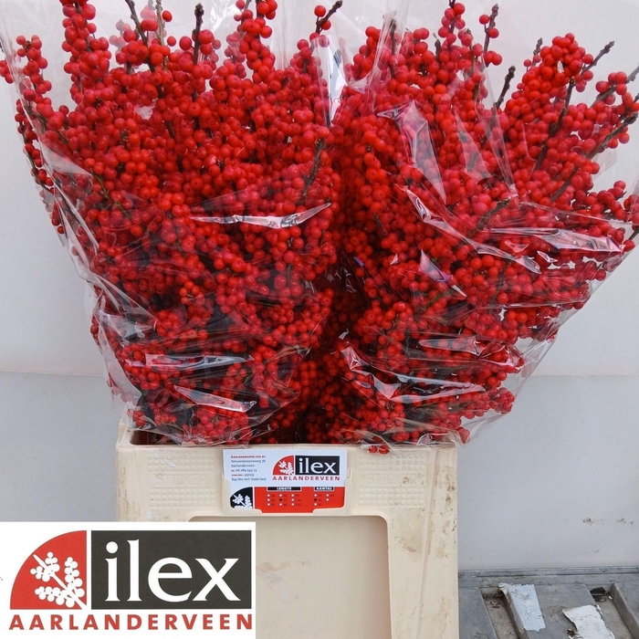 <h4>Ilex Ve Rode Bes</h4>