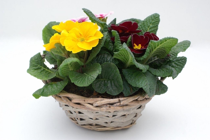 <h4>Primula Mand Rond</h4>