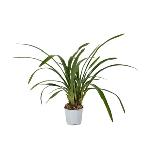 Cymbidium P12, Halfwas