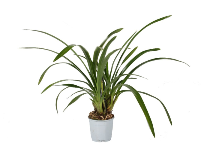 <h4>Cymbidium P14, Halfwas</h4>