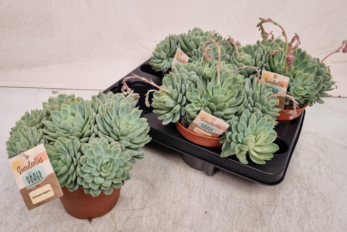 <h4>ECHEV ELEGANS</h4>