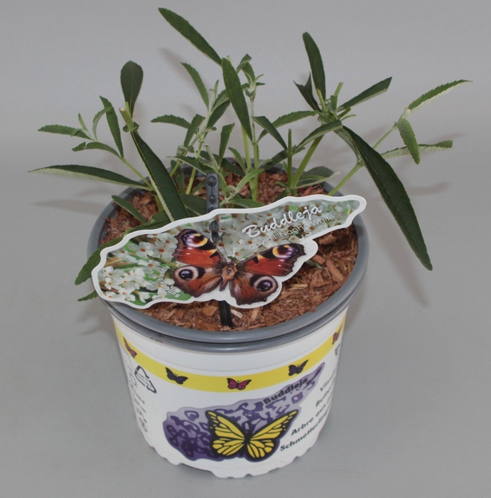 <h4>Buddleja Davidii 'Nanho White' C2</h4>
