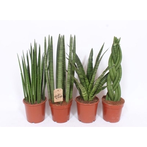 Sansevieria Luxe mix