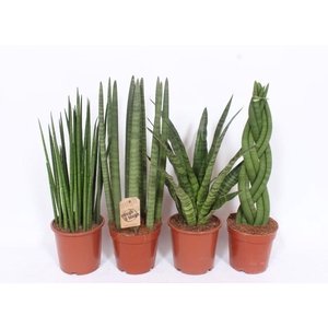 Sansevieria Luxe mix