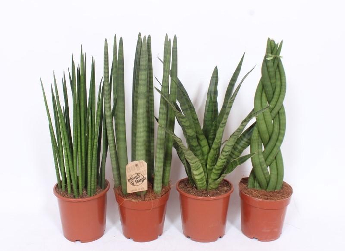 <h4>Sansevieria Luxe mix</h4>