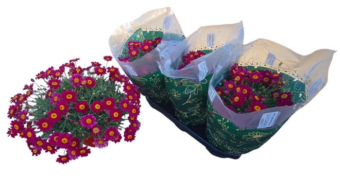 <h4>ARG GIUDITTA</h4>