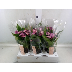 Anthurium  'Zizou'