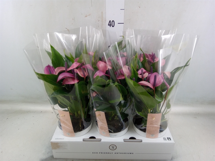 <h4>Anthurium  'Zizou'</h4>