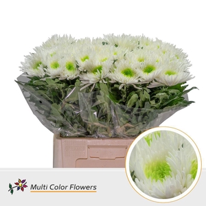 Chrysanthemum PL   ...colored H%