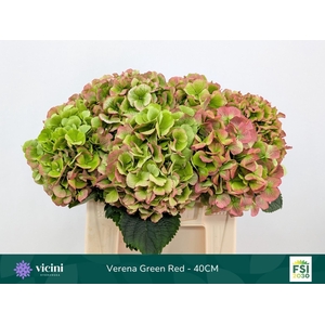 Hydrangea  'Verena'  CL