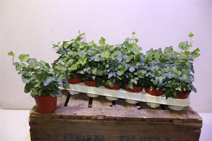 <h4>arr8 Hed He Wonder</h4>