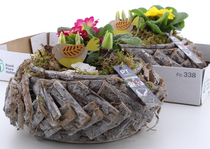 <h4>ARR PL IN SCHAAL</h4>