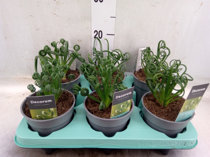 <h4>Albuca spiralis 'Frizzle Sizzle'</h4>