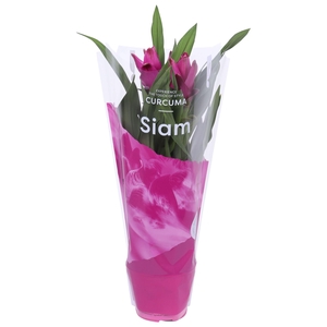 Curcuma alism. Siam Sublime
