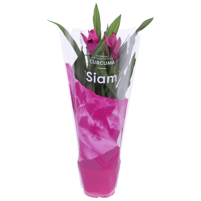 <h4>Curcuma alism. Siam Sublime</h4>