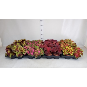 Plectranthus col.   ...