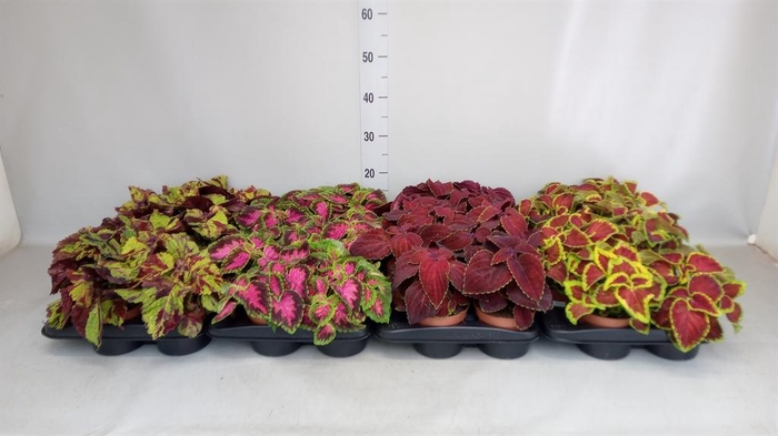 <h4>Plectranthus col.   ...</h4>