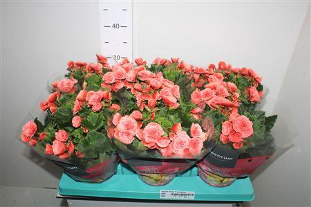 <h4>Begonia Borias 13 Cm Decoru</h4>