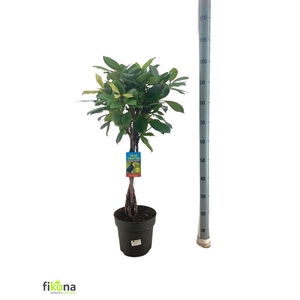 FICUS CYATHISTIPULA