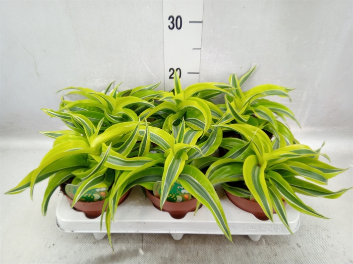 <h4>Dracaena frag. 'Lemon Surprise'</h4>