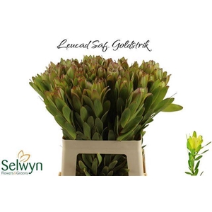 LEUCAD SAFARI GOLDST