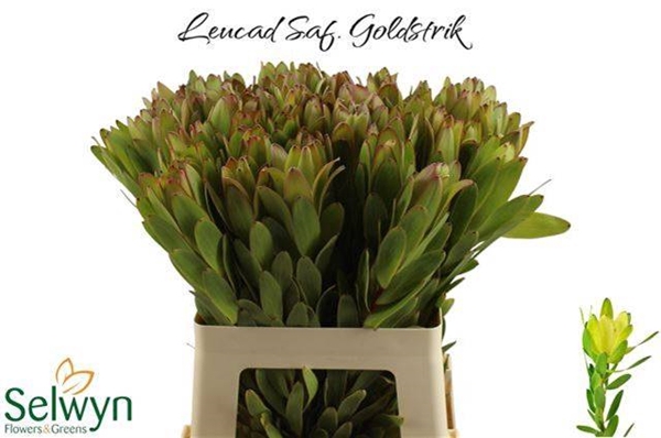 <h4>LEUCAD SAFARI GOLDST</h4>