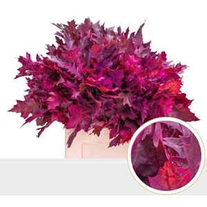 BLAD EIK FROSTED CERISE X20 GROF