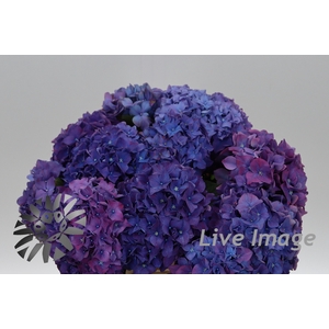 Hydrangea rodeo purple