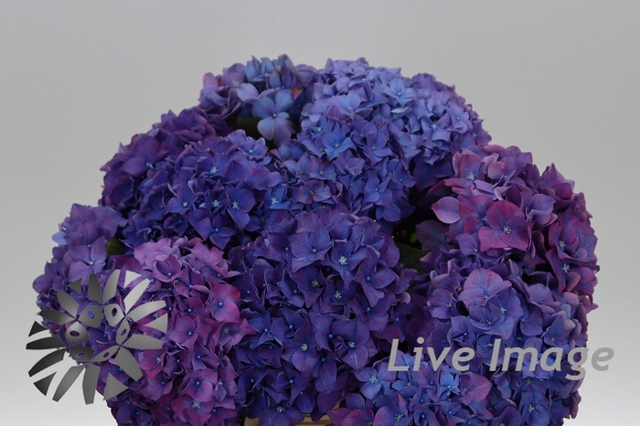 <h4>Hydrangea rodeo purple</h4>