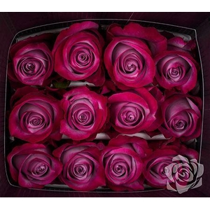 R Gr Deep Purple