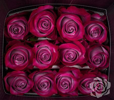 <h4>R Gr Deep Purple</h4>