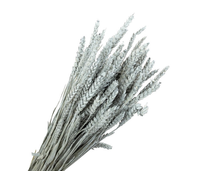 Tarwe Grey Wash