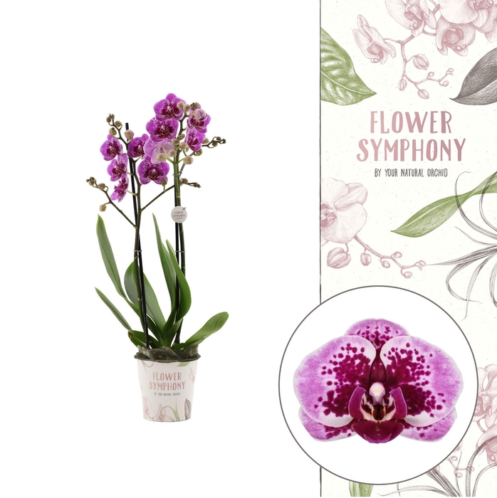 <h4>Flower Symphony | Bacalar | Phalaenopsis 2 spike</h4>
