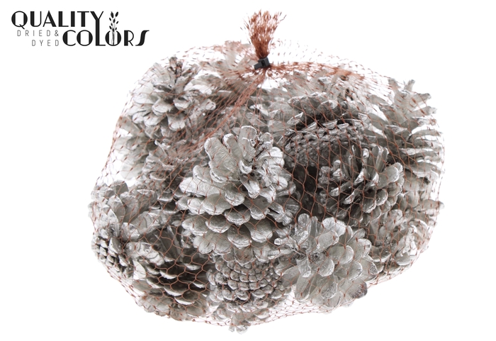 Pine cone 500gr in net Platina