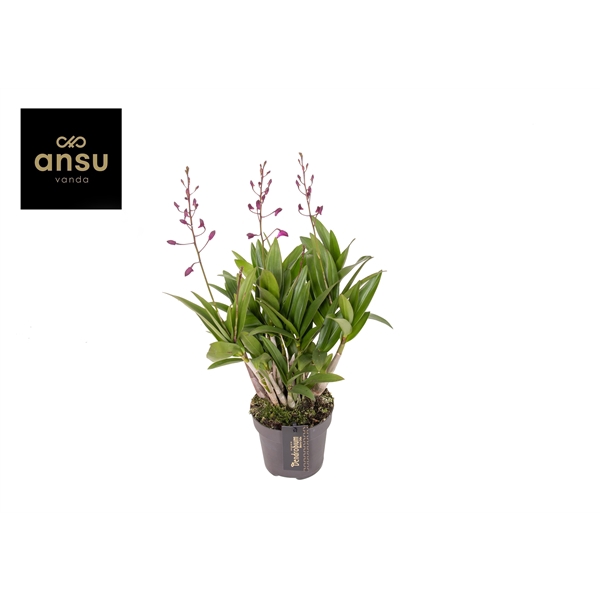 <h4>Dendrobium Berry Oda 4+</h4>