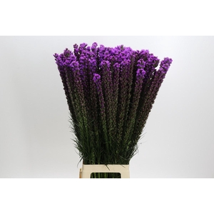 Liatris Callilepis