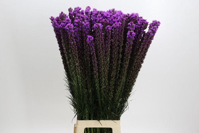 <h4>Liatris Callilepis</h4>