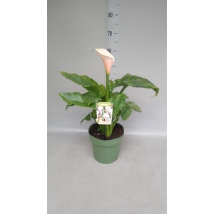 Zantedeschia aeth. 'Crowborough'