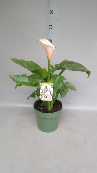 <h4>Zantedeschia aeth. 'Crowborough'</h4>
