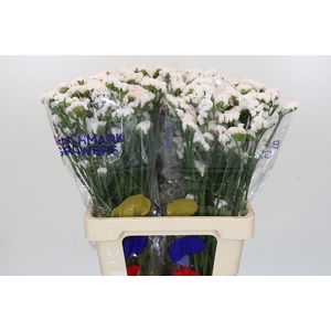 Limonium Statice White
