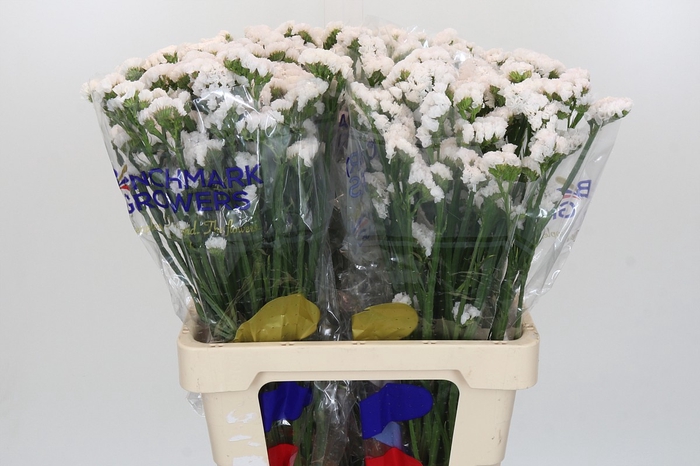 <h4>Limonium Statice White</h4>