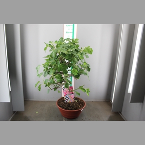 FICUS CARICA